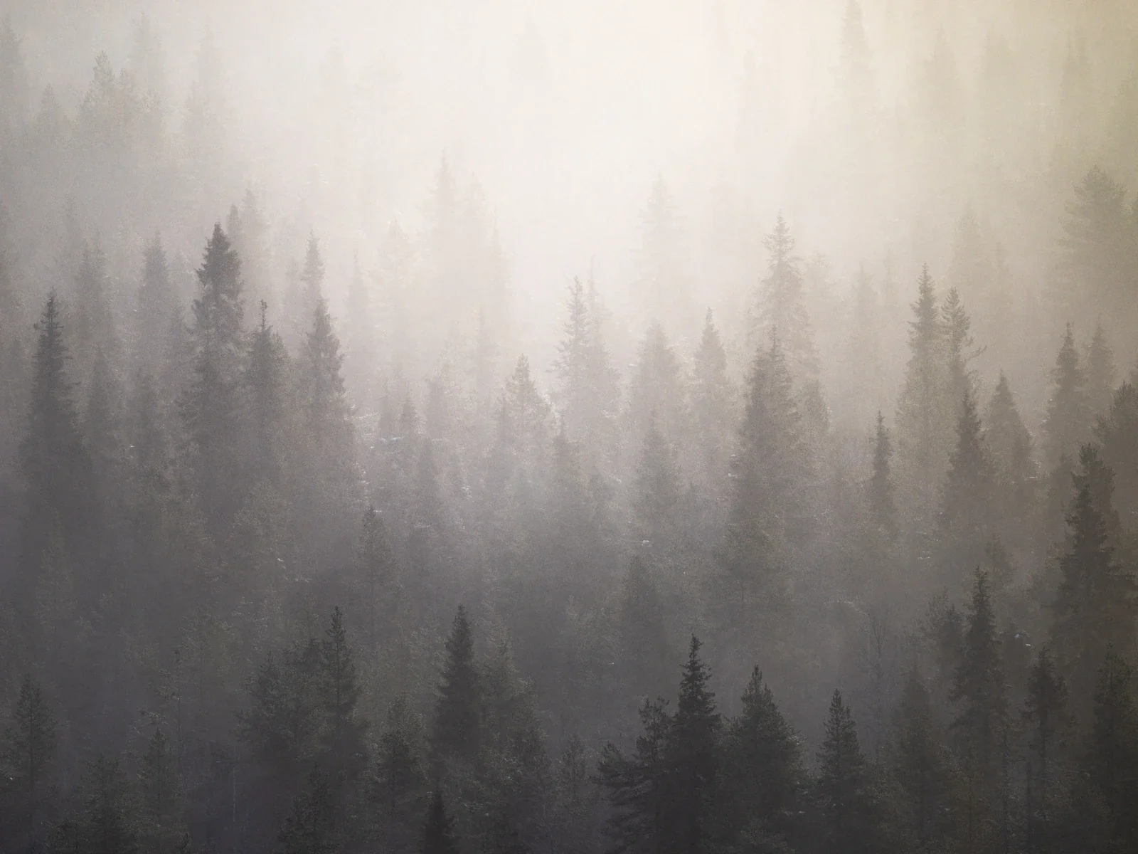 Soft misty forest with pale light filtering through trees