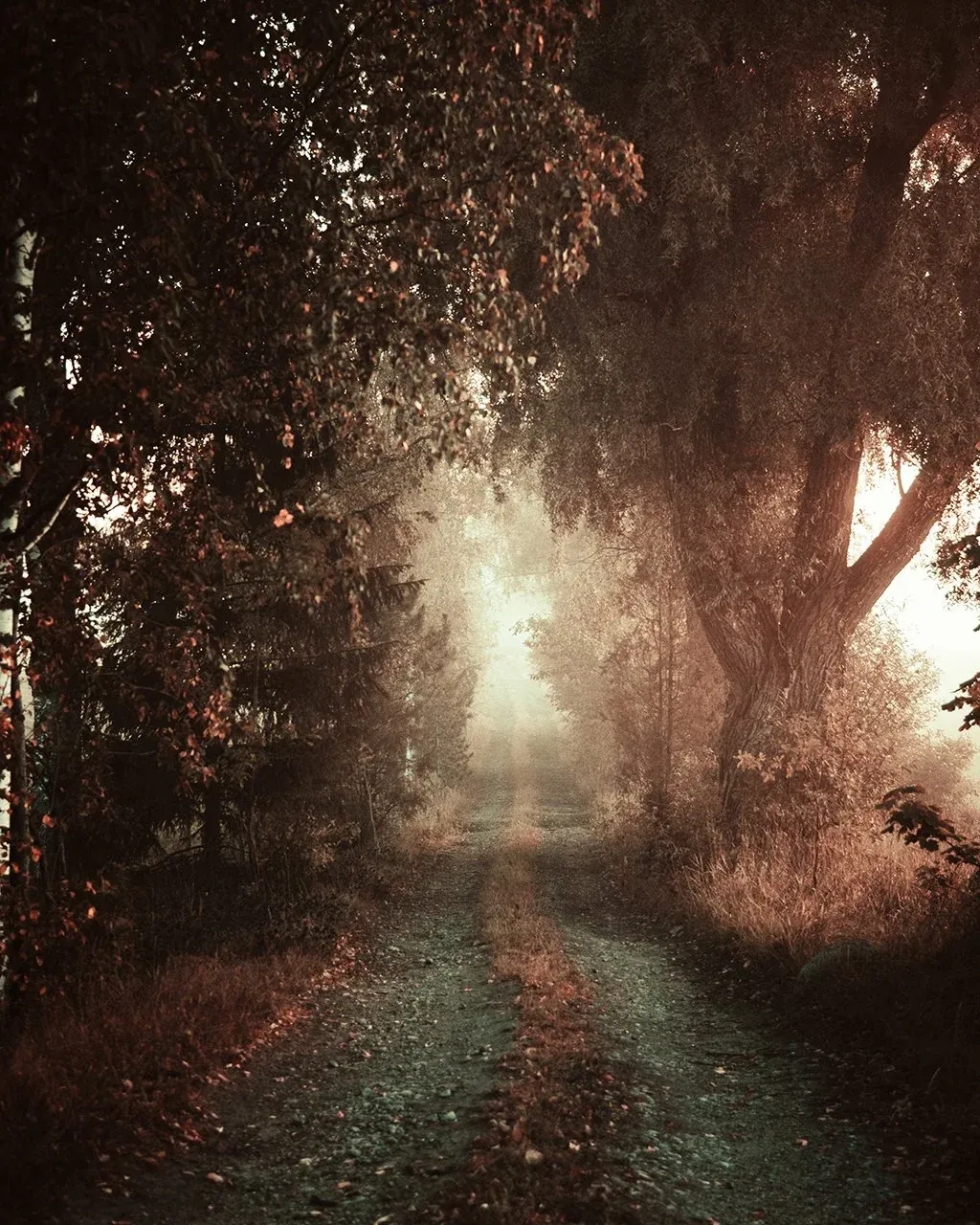 Forest light landscape after EPIC edit