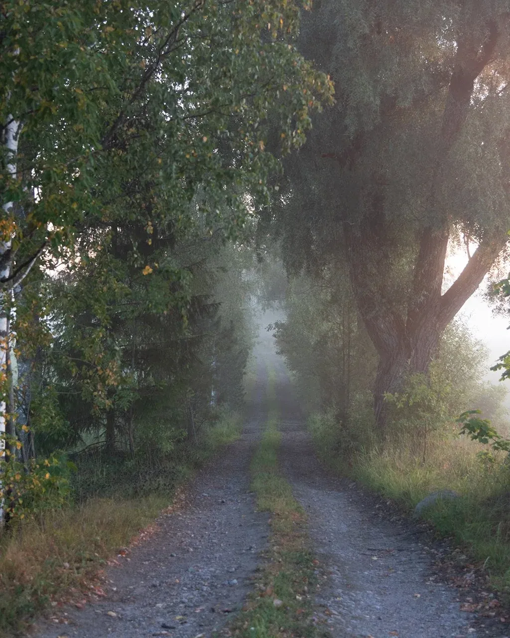 Forest light landscape before EPIC edit
