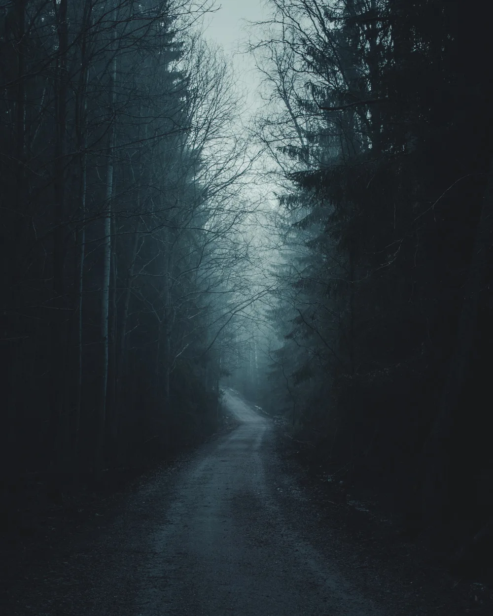 Forest road after EPIC edit