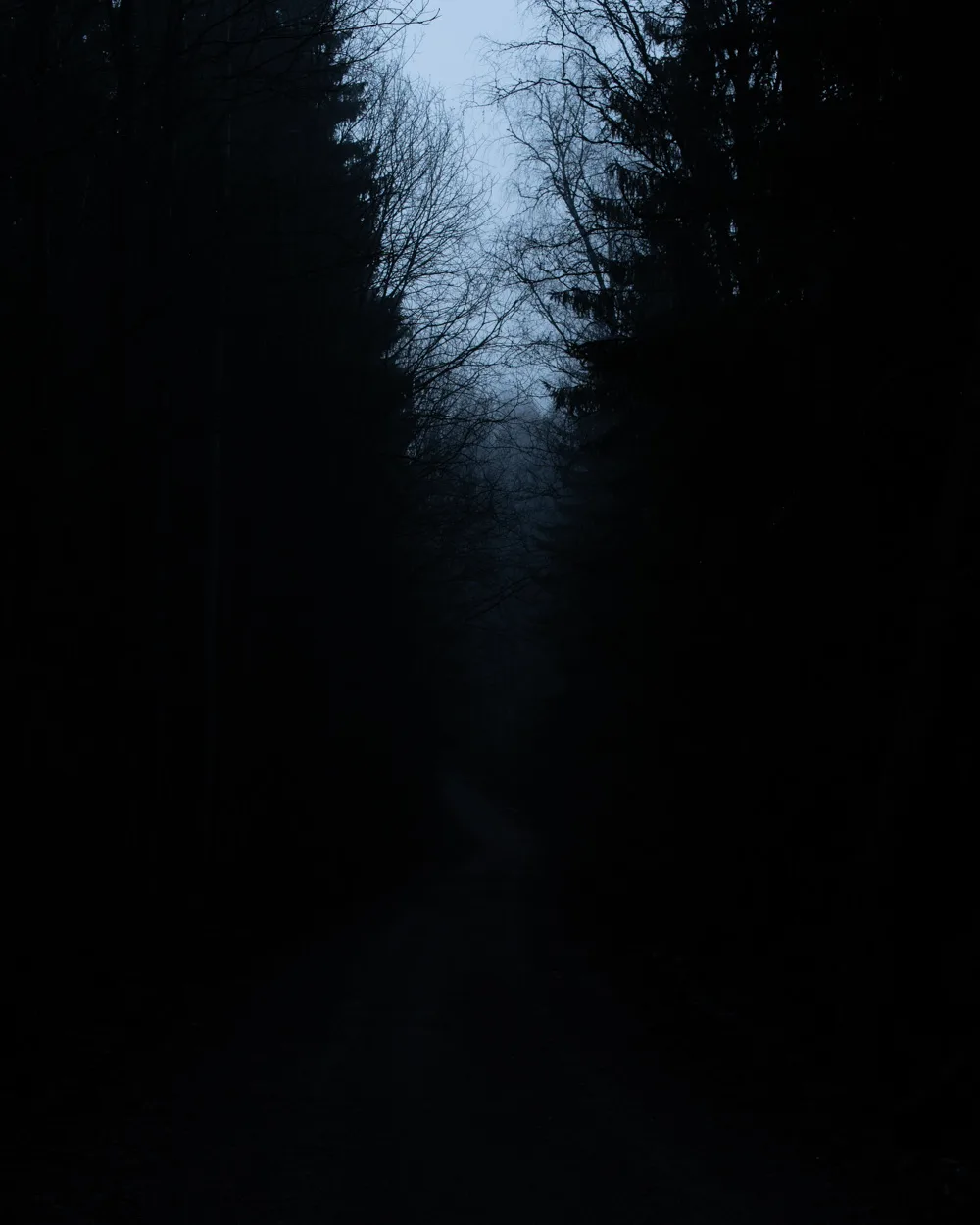 Forest road before EPIC edit