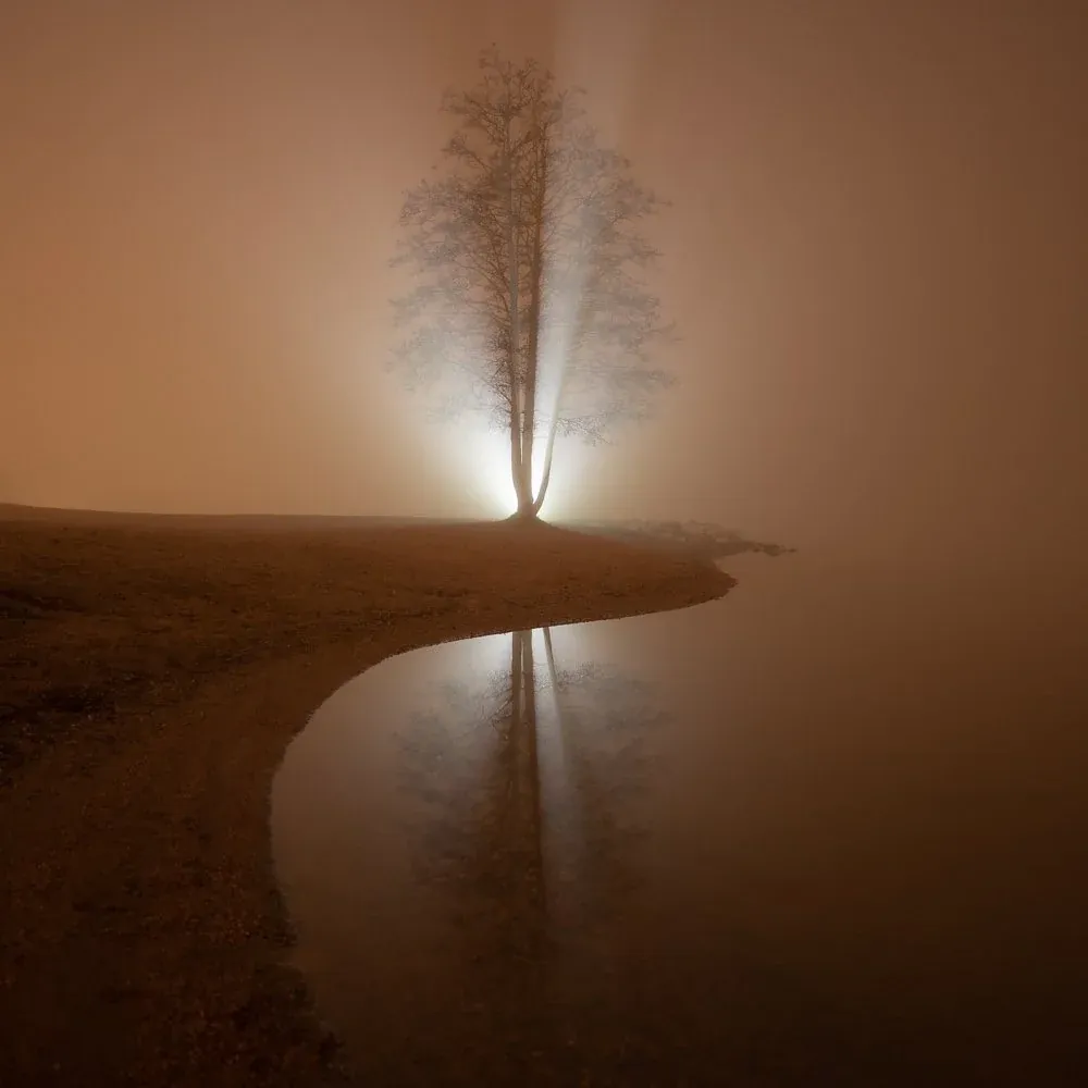 Tree at night scene before EPIC edit
