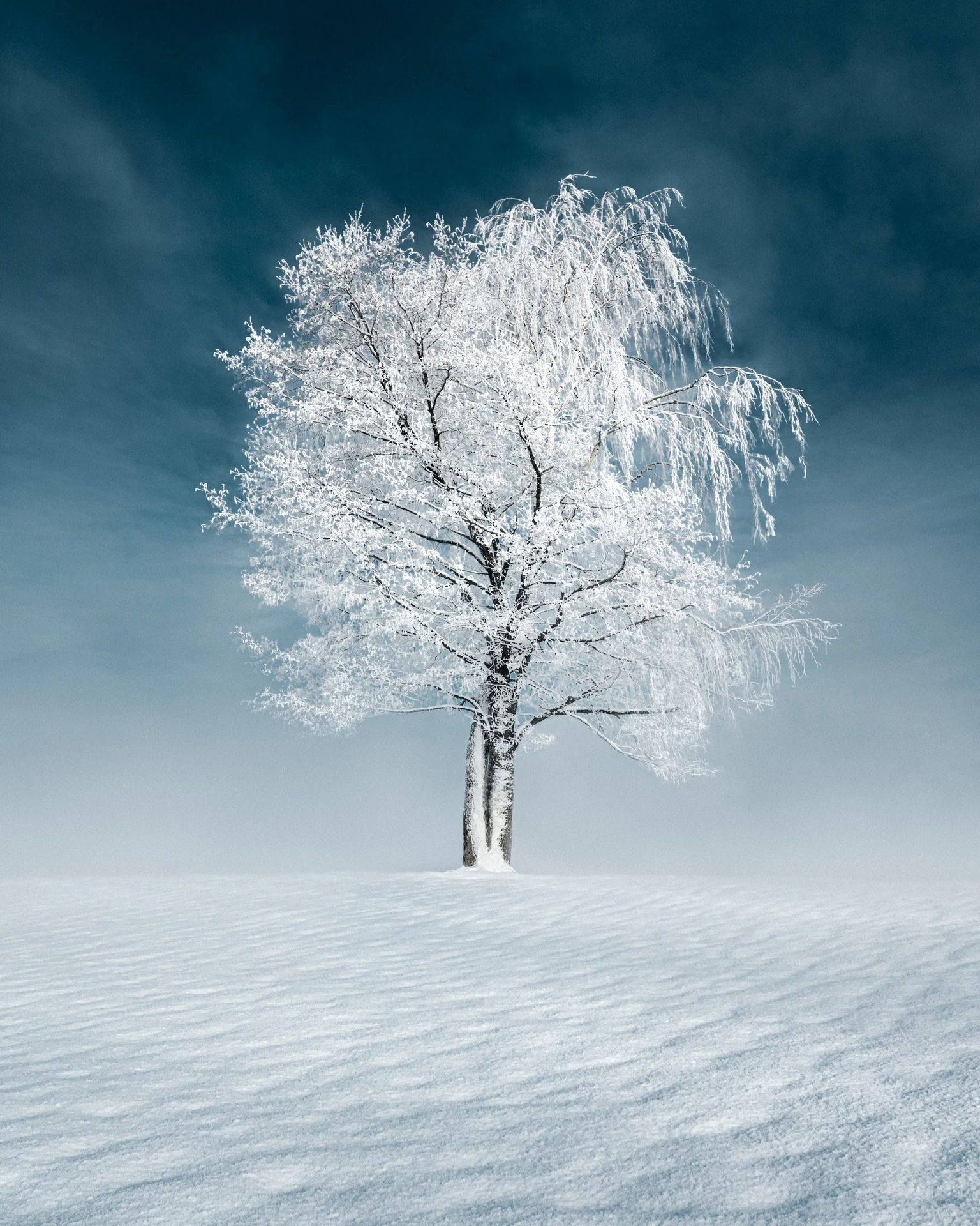 Winter tree and shoreline fading into soft pale mist