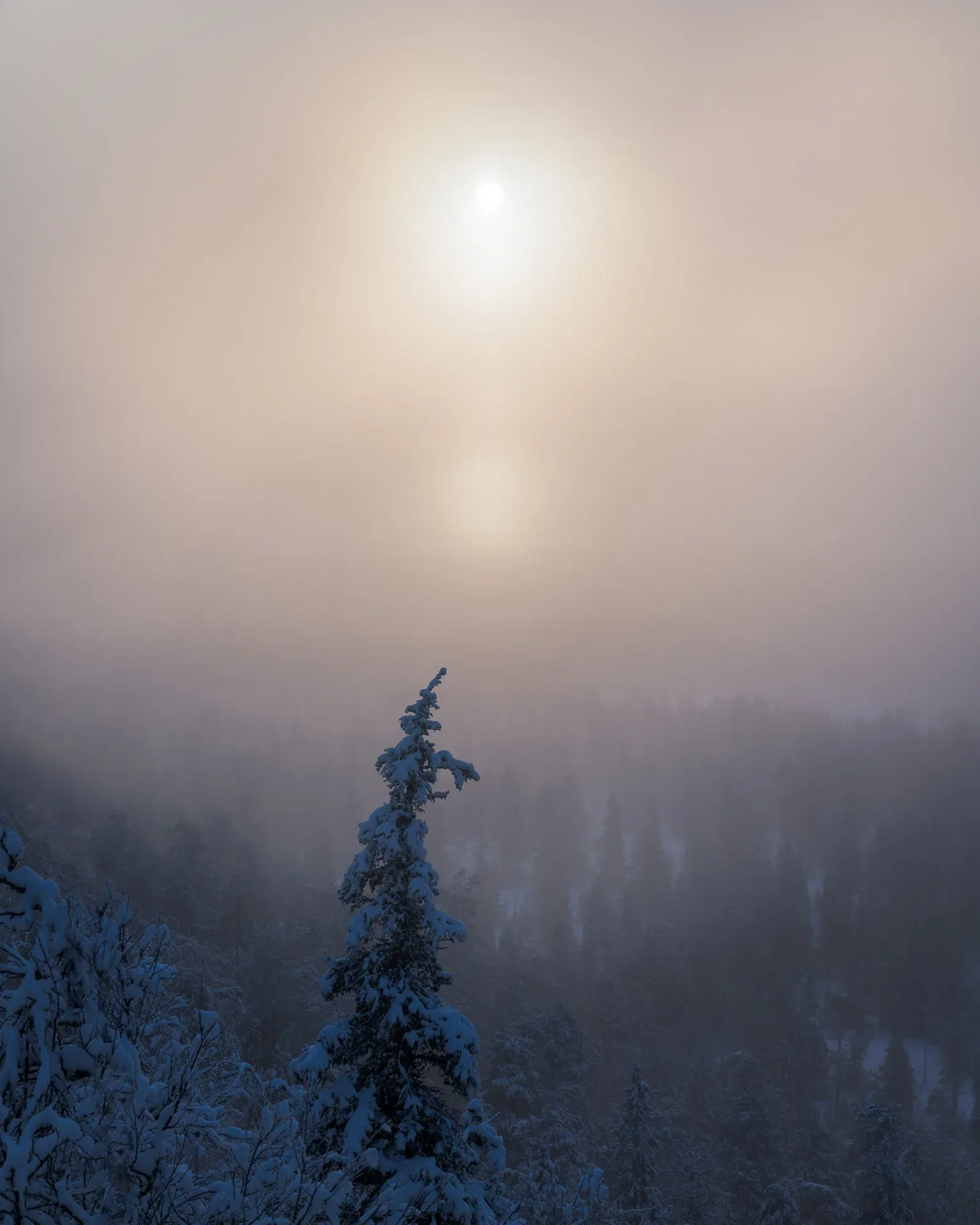 Snow-covered northern trees in restrained winter light for The Human Prompt campaign